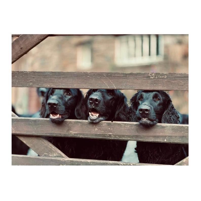 Furness Dog Training & Microchipping, Lindal nr Ulverston INfurness