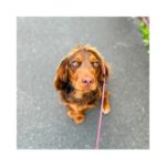 Dog Training Barrow South Cumbria